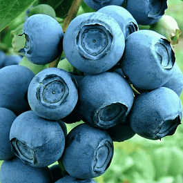 Голубика высокорослая Patriot