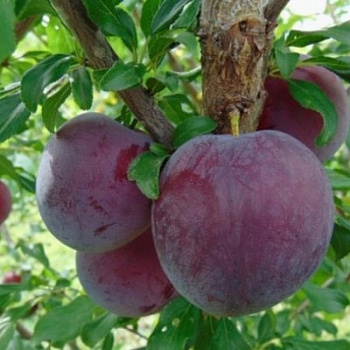 Слива русская (Алыча) пирамидальная Бербанк гигант