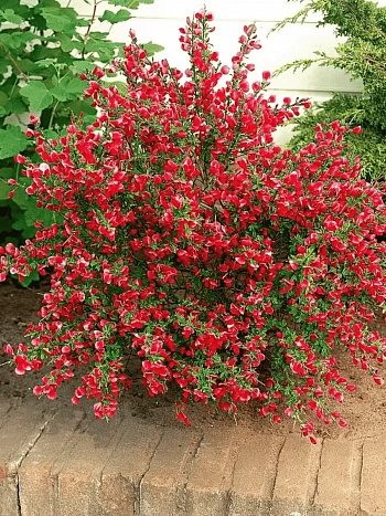 Ракитник венечный Boskoop Ruby