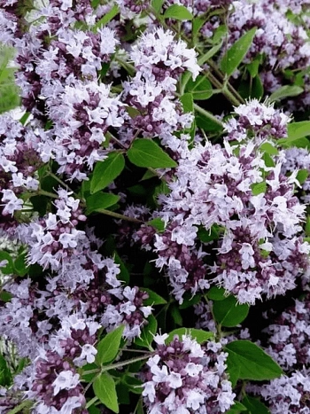 Душица обыкновенная Margeritha