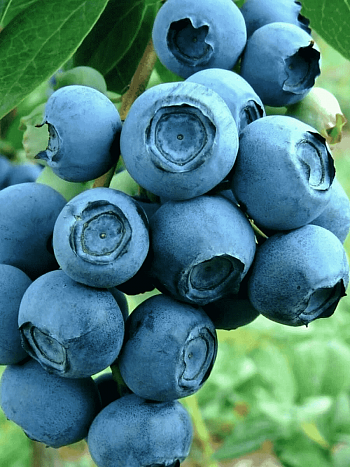 Голубика высокорослая Patriot