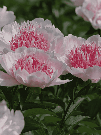 Пион Молочноцветковый Do Tell
