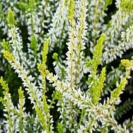 Вереск обыкновенный Aurelia