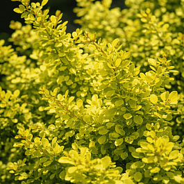 Барбарис Тунберга Sunsation