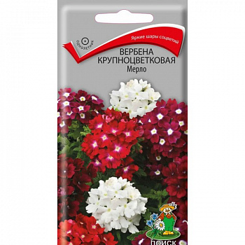 Вербена крупноцветковая Мерло