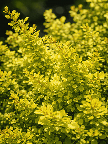 Барбарис Тунберга Sunsation