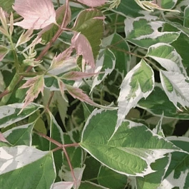 Клен ясенелистный Flamingo