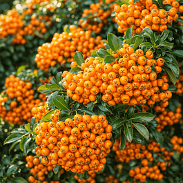 Пираканта узколистная Teton