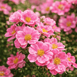 Лапчатка кустарниковая Pink Paradise