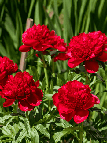 Пион Christmas Velvet