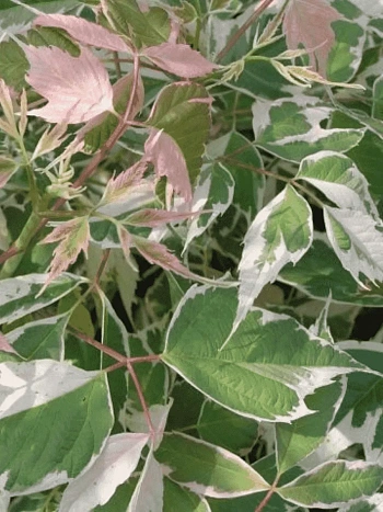 Клен ясенелистный Flamingo