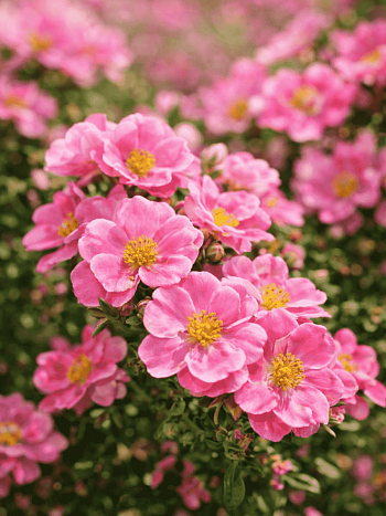 Лапчатка кустарниковая Pink Paradise