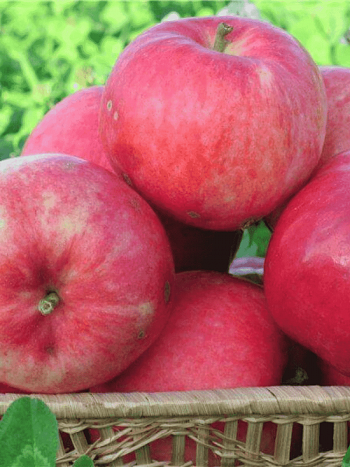 Яблоня Мантет