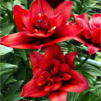 Лилия азиатская махровая Канари Уорф НАБОР 2ШТ (2+2)