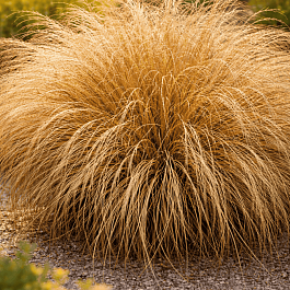 Осока власовидная Bronsita