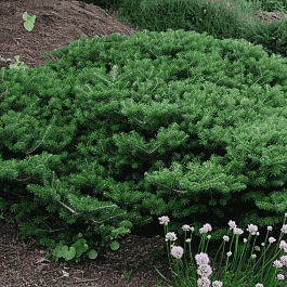 Пихта корейская Green Carpet