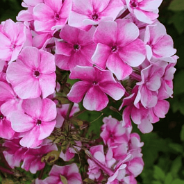 Флокс метельчатый Василиса