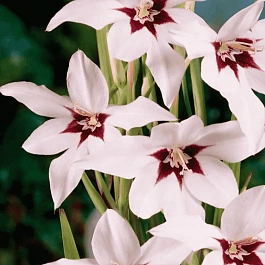 Ацидантера Murielae