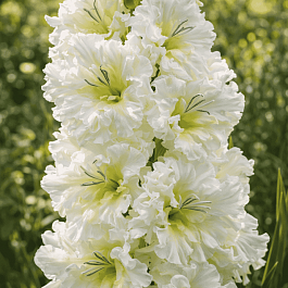 Гладиолус Snowy Frizzle