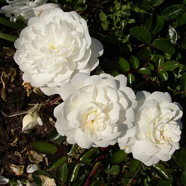 Роза почвопокровная Сноуфилд