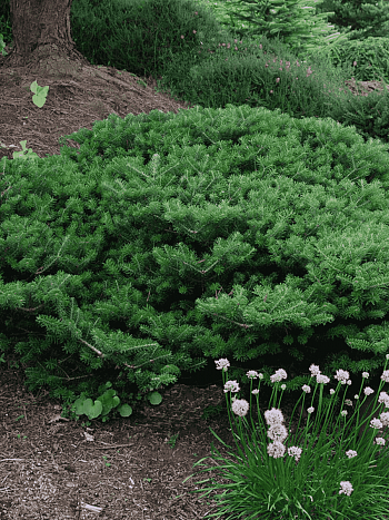 Пихта корейская Green Carpet