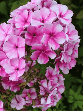 Флокс метельчатый Василиса