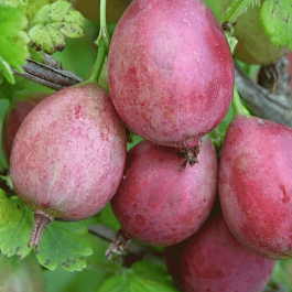 Крыжовник обыкновенный Каптиватор