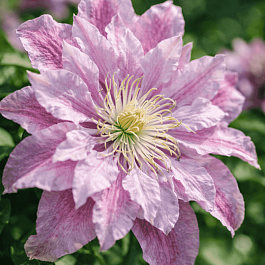 Клематис Ragamuffin