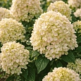 Гортензия метельчатая Whitelight