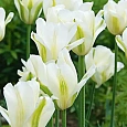 Тюльпан White Spring Green