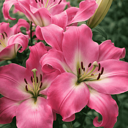 Лилия Tabledance