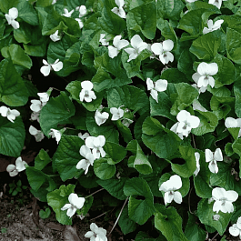 Фиалка сестринская Albiflora