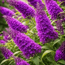 Буддлея давида  Purple Prince