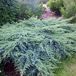 Можжевельник чешуйчатый Блю Сведе Можжевельник чешуйчатый Блю Сведе