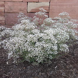 Гипсофила метельчатая Саммер Спарклз