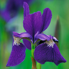 Ирис сибирский Цезарс Бразе