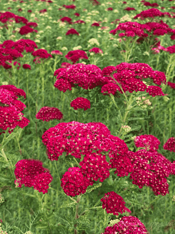 Тысячелистник обыкновенный Pomegranate