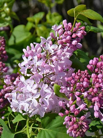 Сирень обыкновенная Аделина