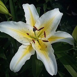 Лилия восточная Брейк-данс