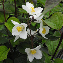 Жасмин садовый Старбрайт