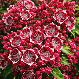 Кальмия широколистная Kaleidoscope