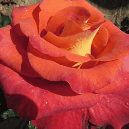 Роза чайно-гибридная Gypsy Leonidas