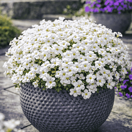 Аубриета Florado White