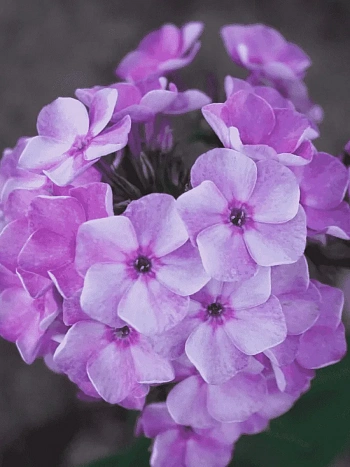 Флокс метельчатый Капелька