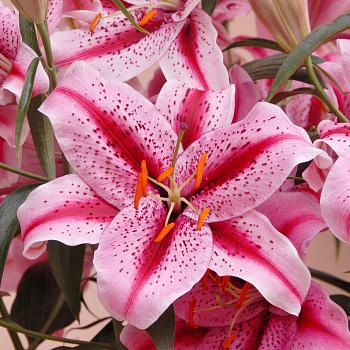 Лилия восточная Тайгер Эдишн