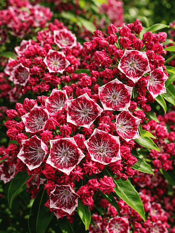 Кальмия широколистная Kaleidoscope