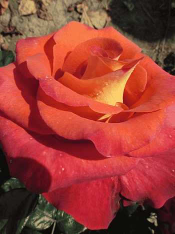 Роза чайно-гибридная Gypsy Leonidas