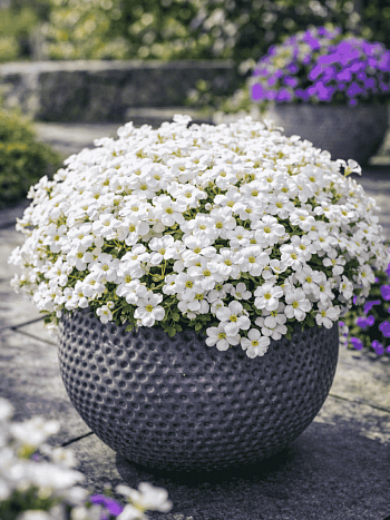 Аубриета Florado White