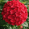 Гортензия крупнолистная Forever and ever Red