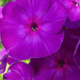 Флокс Чародей